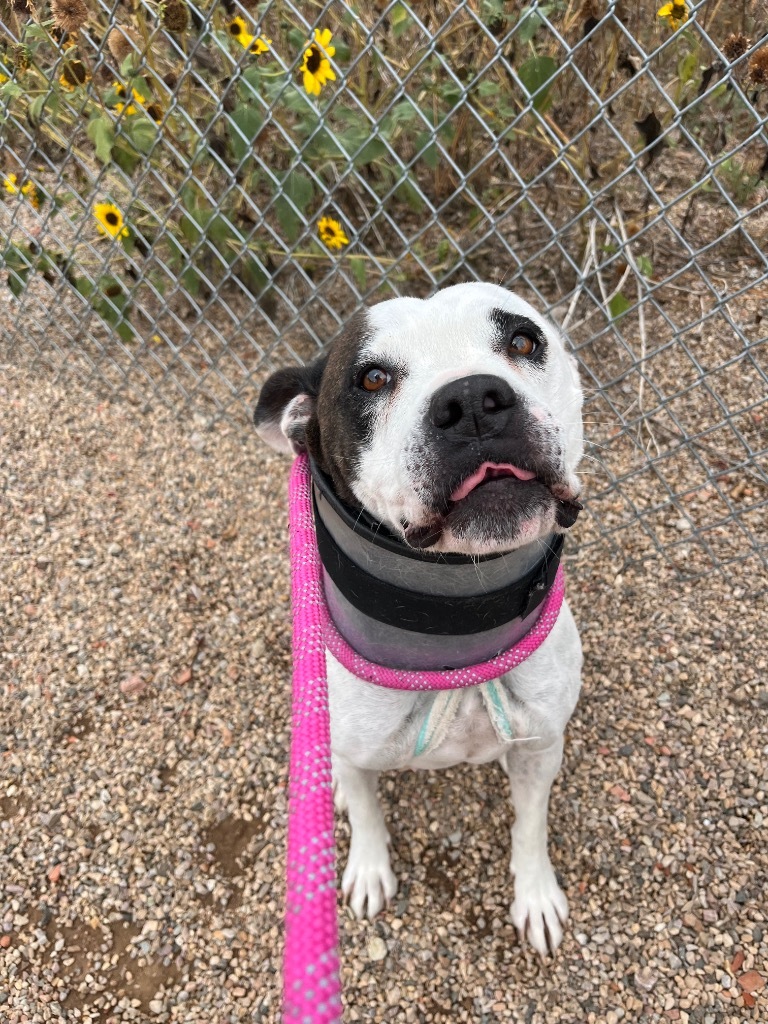 Camie, an adoptable Pit Bull Terrier in Gillette, WY, 82716 | Photo Image 2