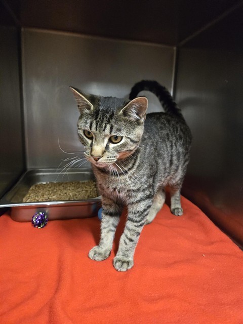 NILES, an adoptable Domestic Short Hair in Casper, WY, 82601 | Photo Image 1