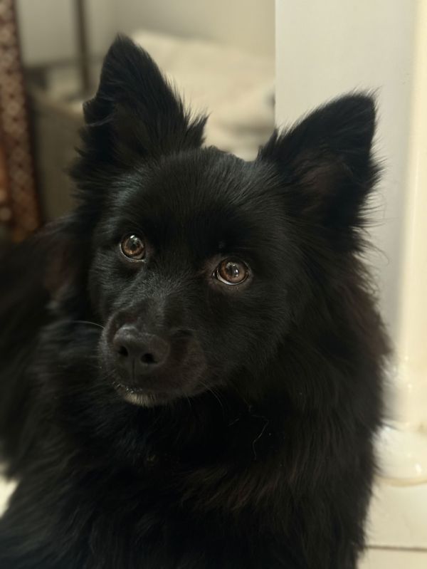 Romeo