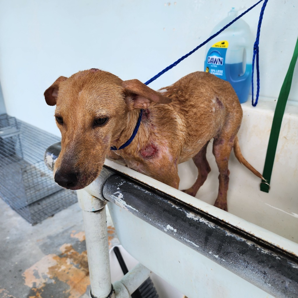 Scooby, an adoptable Affenpinscher in Mangilao, GU, 96923 | Photo Image 2