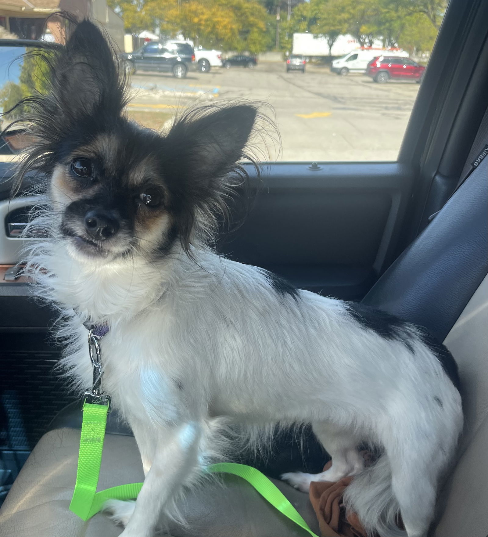Lilo, an adoptable Papillon, Chihuahua in Livonia, MI, 48151 | Photo Image 1