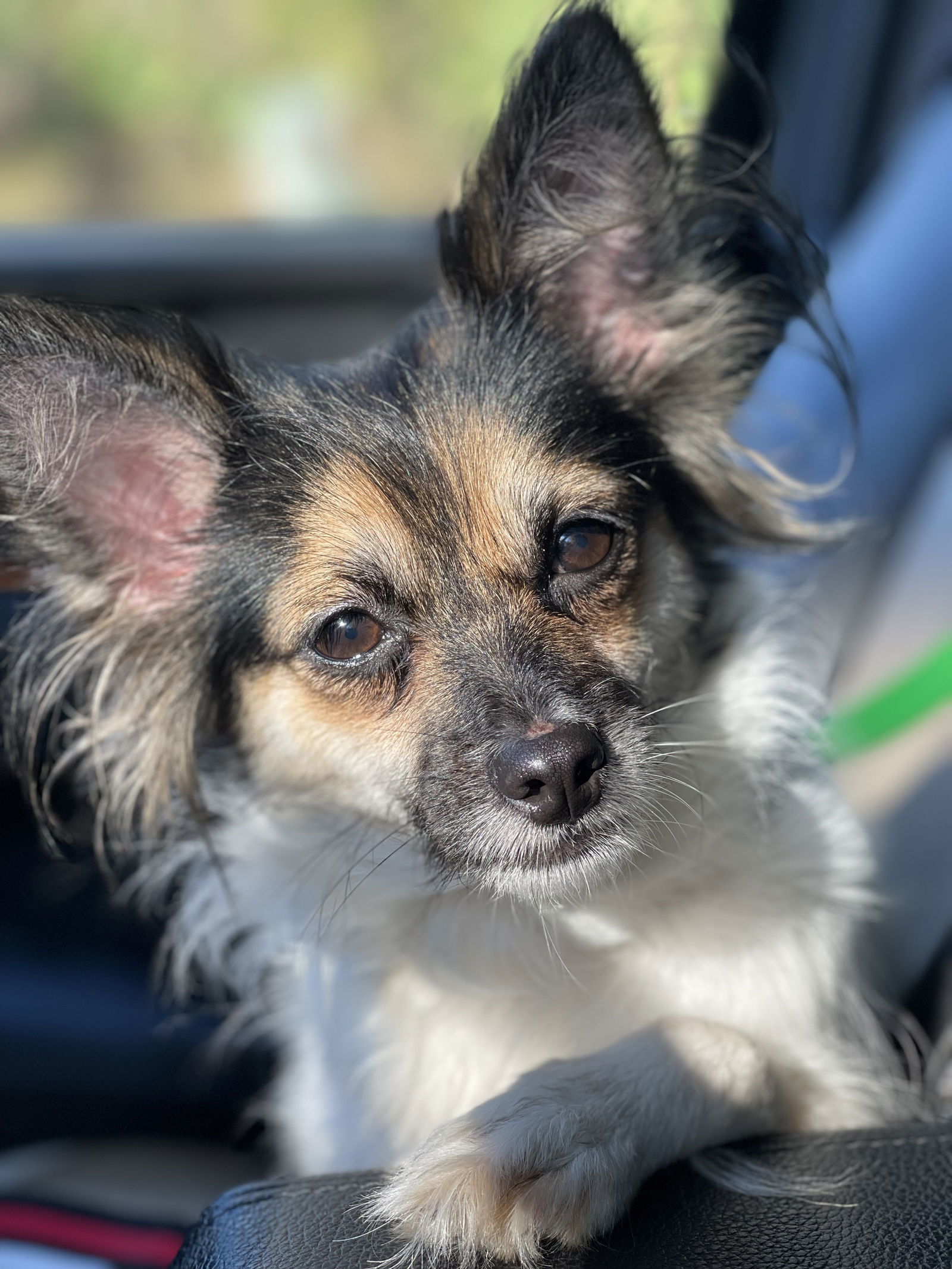 Lilo, an adoptable Papillon, Chihuahua in Livonia, MI, 48151 | Photo Image 2