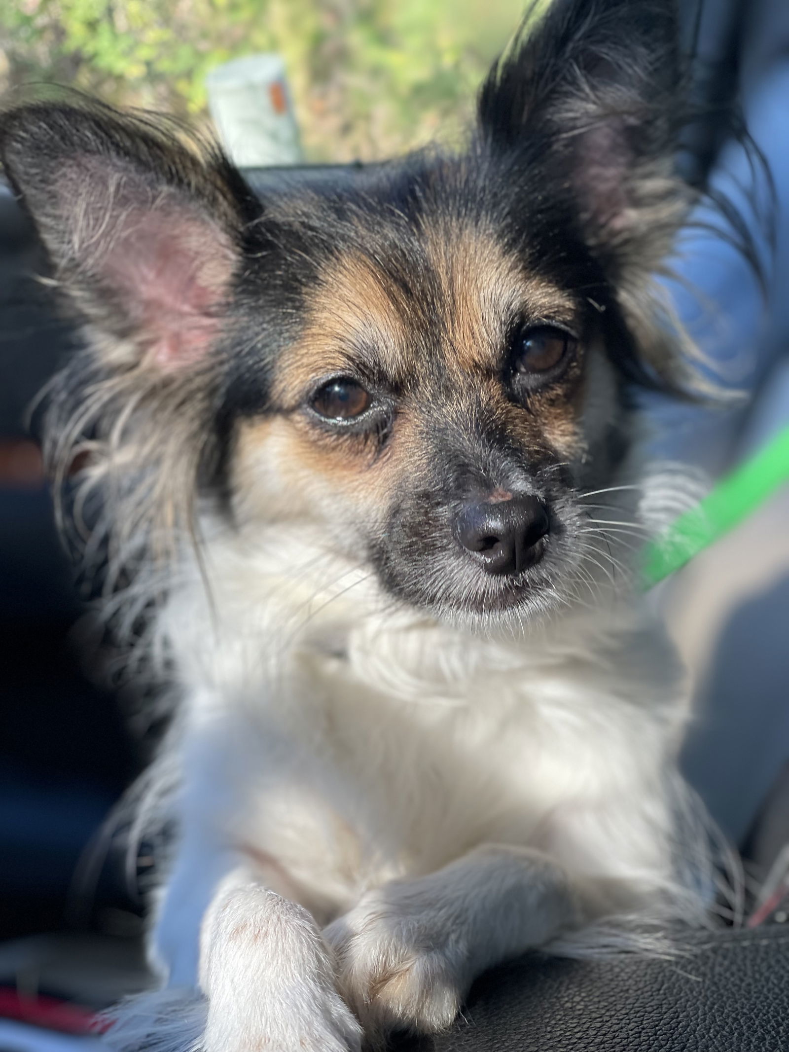 Lilo, an adoptable Papillon, Chihuahua in Livonia, MI, 48151 | Photo Image 3