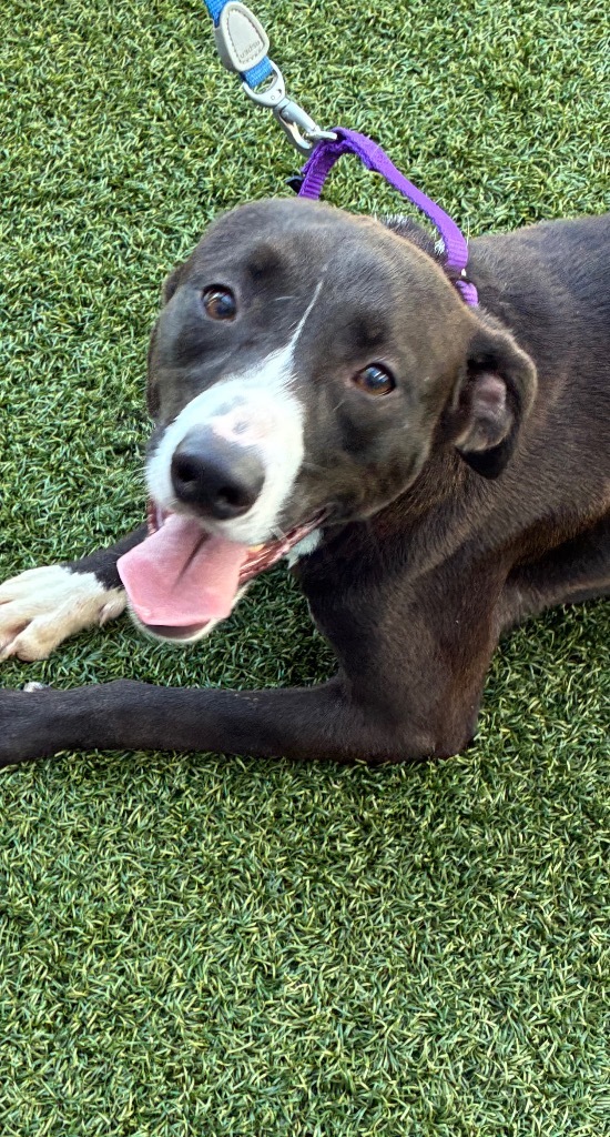 Dia (relative of Dx4)