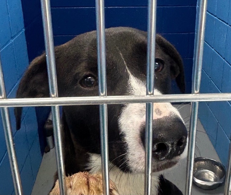 Dia (relative of Dx4)