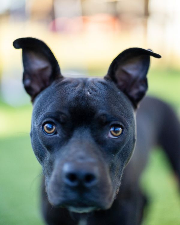 . Shayla thumbnail 6