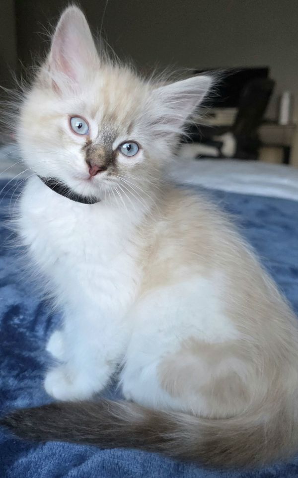 Mocha
