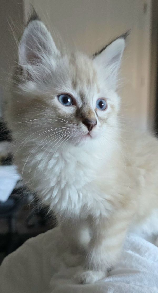 Cappuccino thumbnail 2