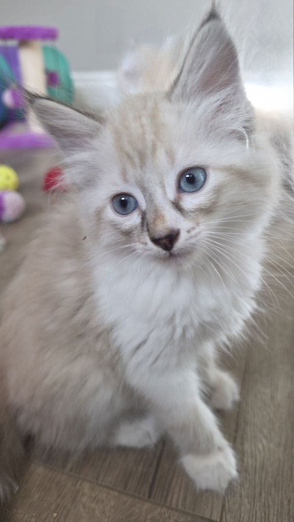 Cappuccino thumbnail 3