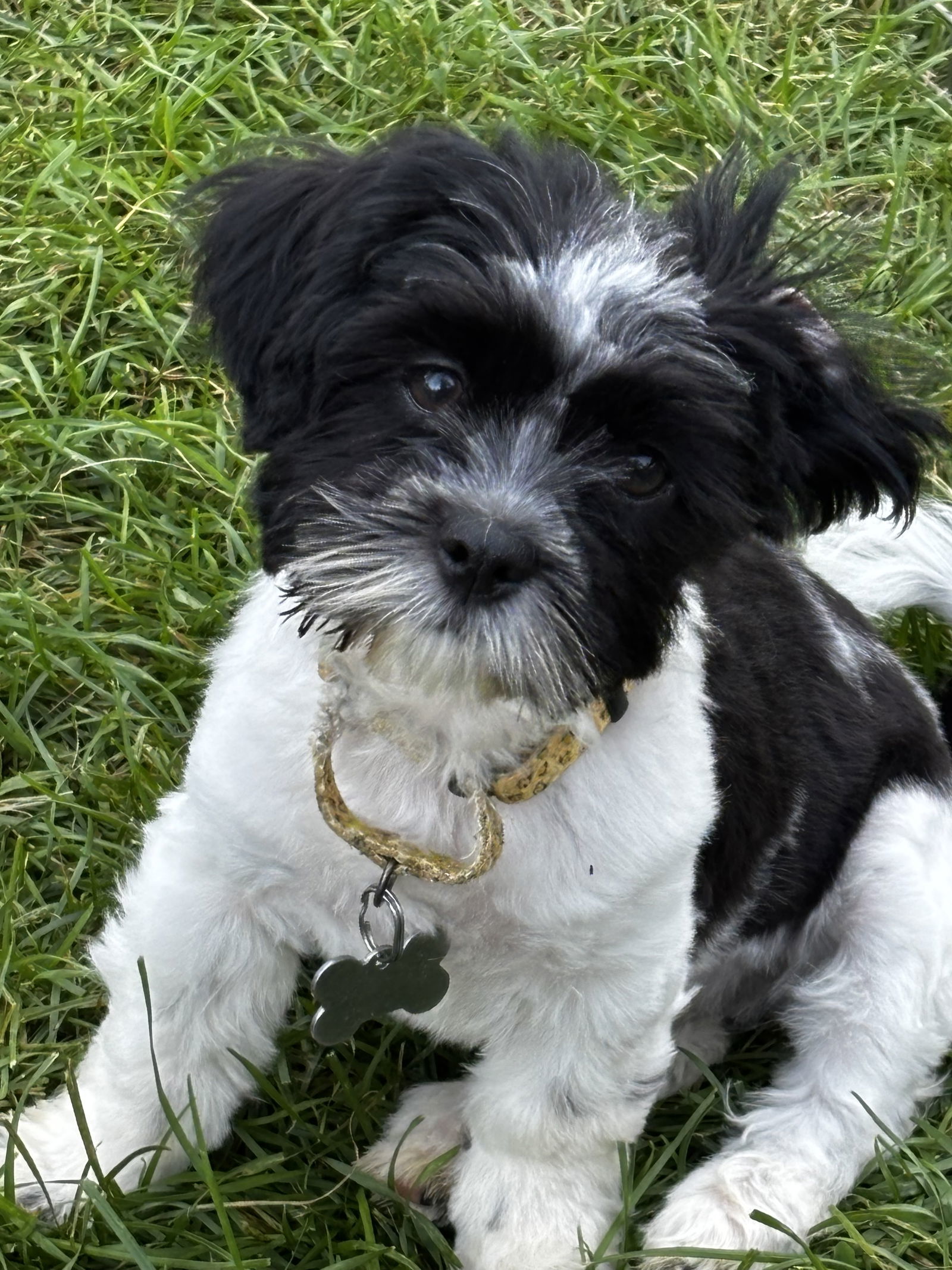 Sam, an adoptable Havanese in Brandon, SD, 57005 | Photo Image 1