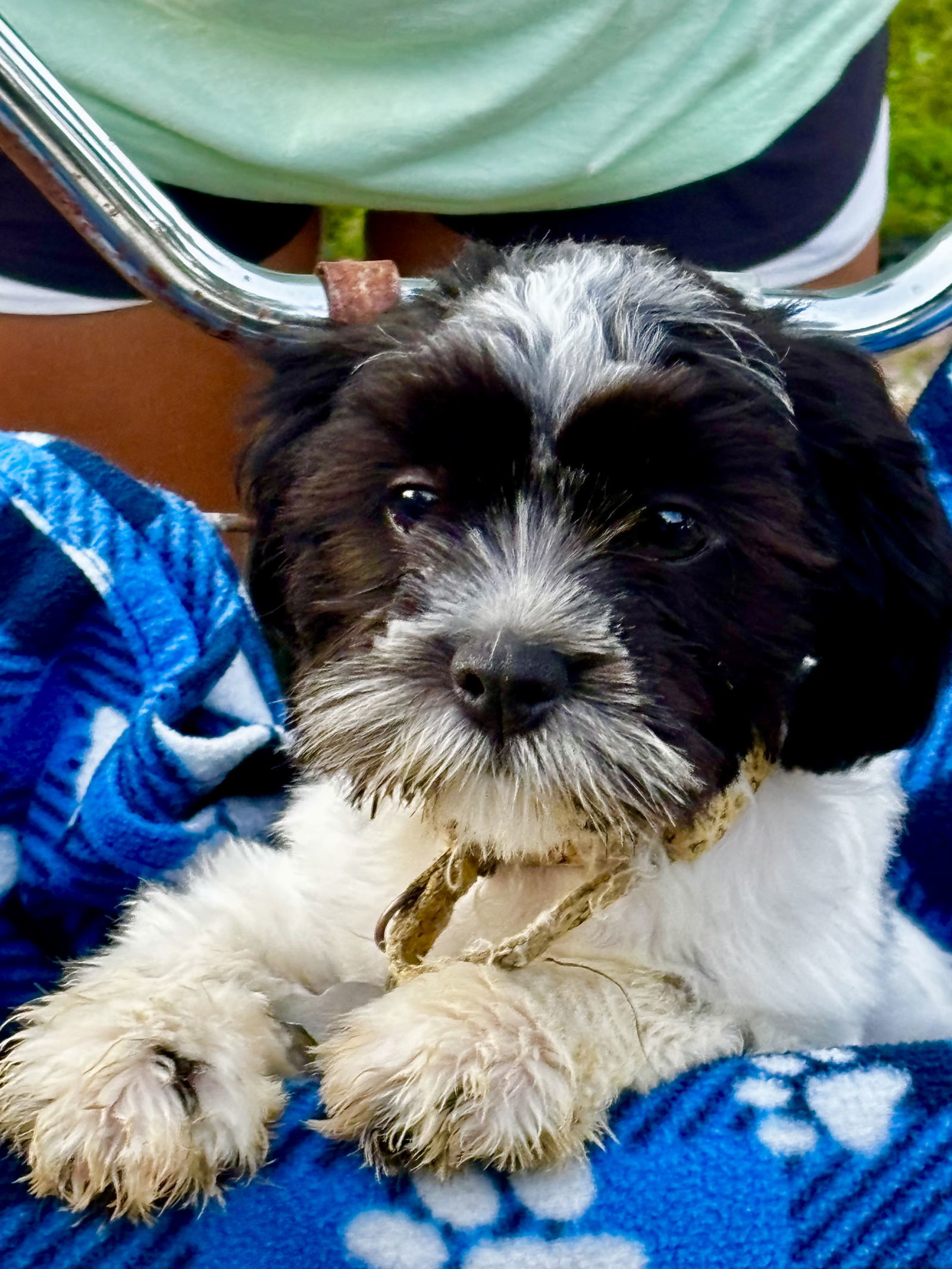Sam, an adoptable Havanese in Brandon, SD, 57005 | Photo Image 2
