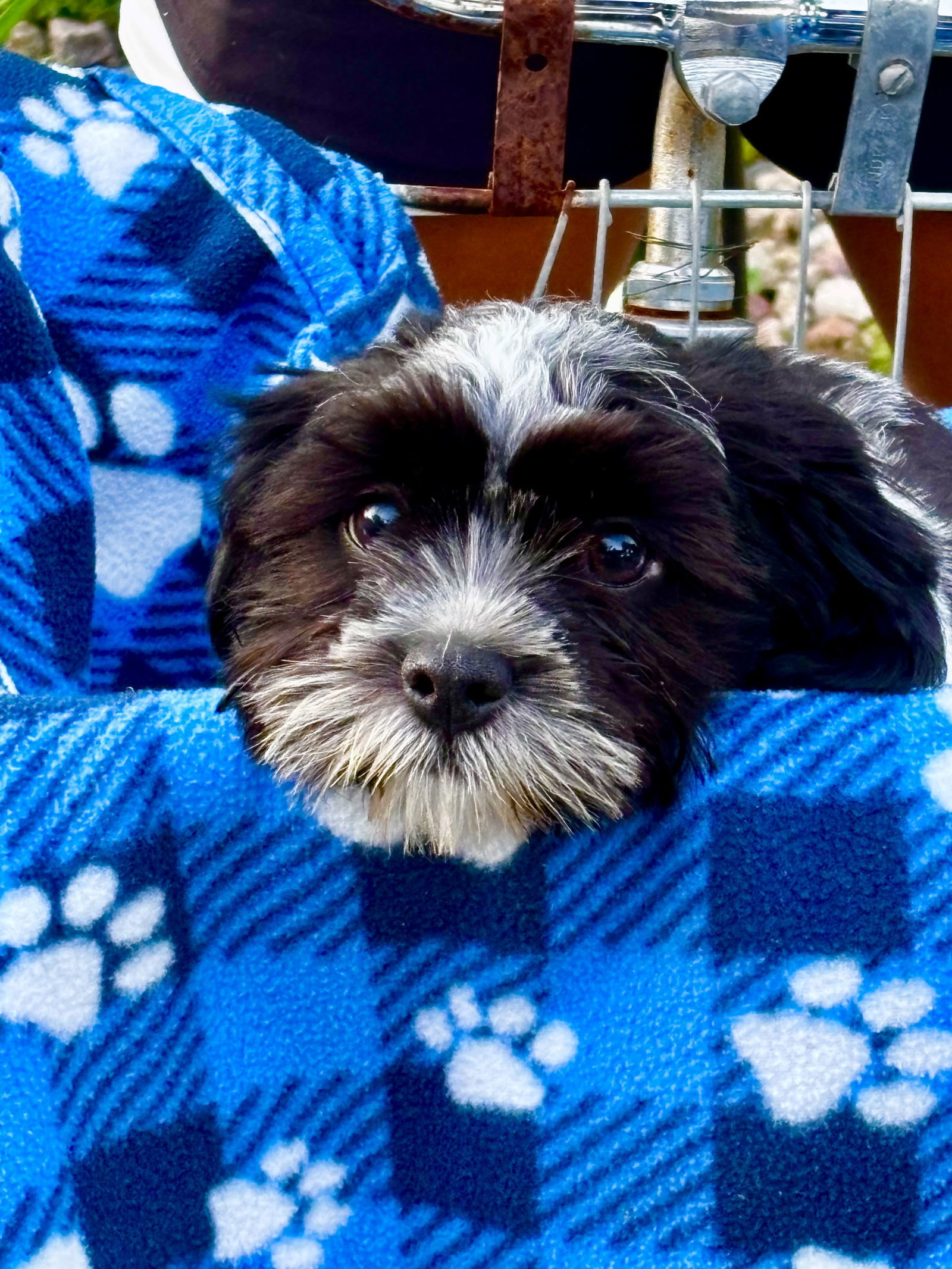 Sam, an adoptable Havanese in Brandon, SD, 57005 | Photo Image 3