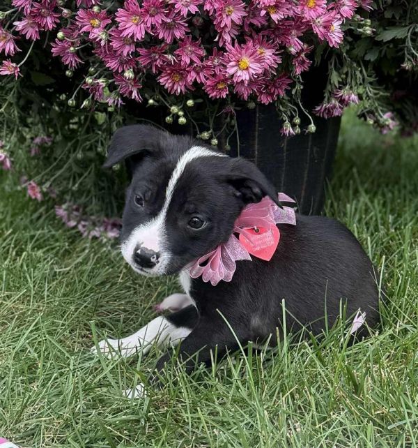 Knockers thumbnail 2