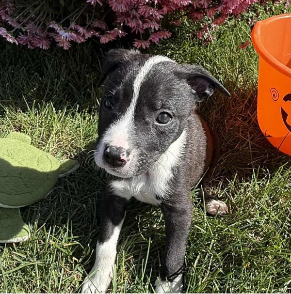 Knockers thumbnail 3