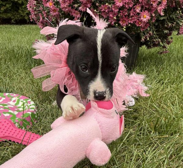 Knockers thumbnail 4