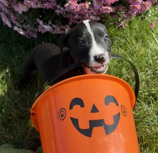 Knockers thumbnail 5