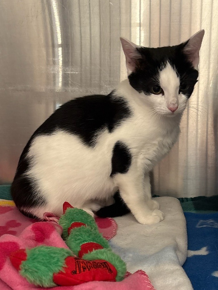 Oscar (Timber Ridge)