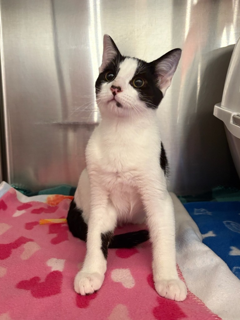 Smudge (Timber Ridge)