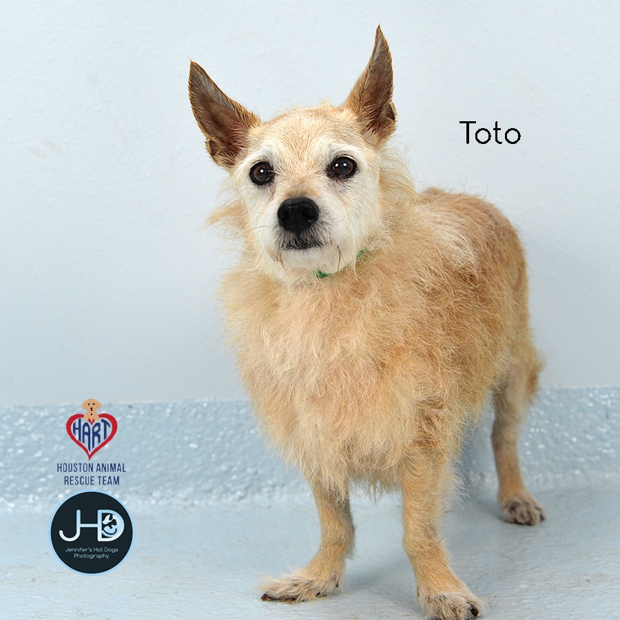 Toto