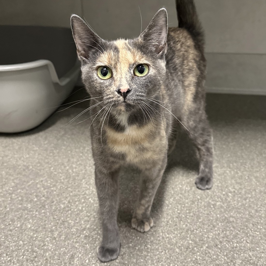 Betty, an adoptable Domestic Short Hair in Hailey, ID, 83333 | Photo Image 1