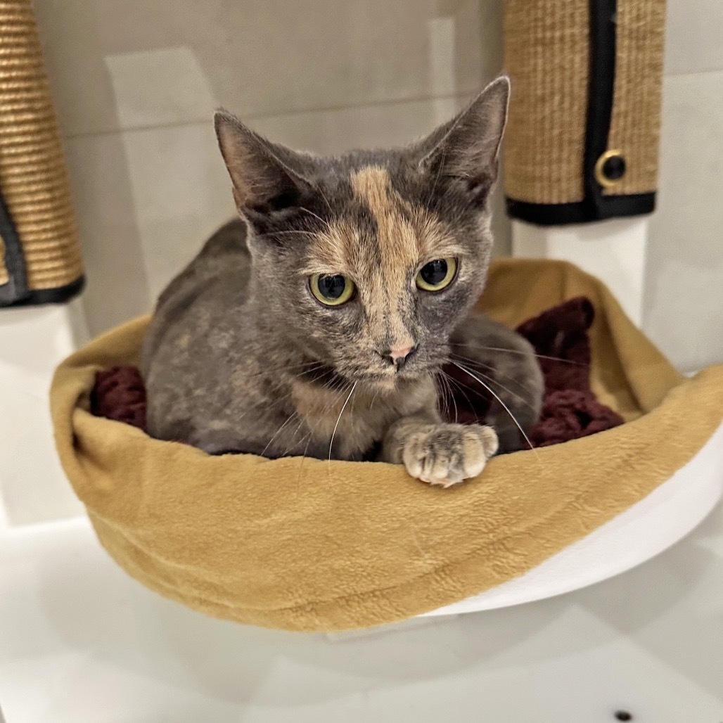 Betty, an adoptable Domestic Short Hair in Hailey, ID, 83333 | Photo Image 2