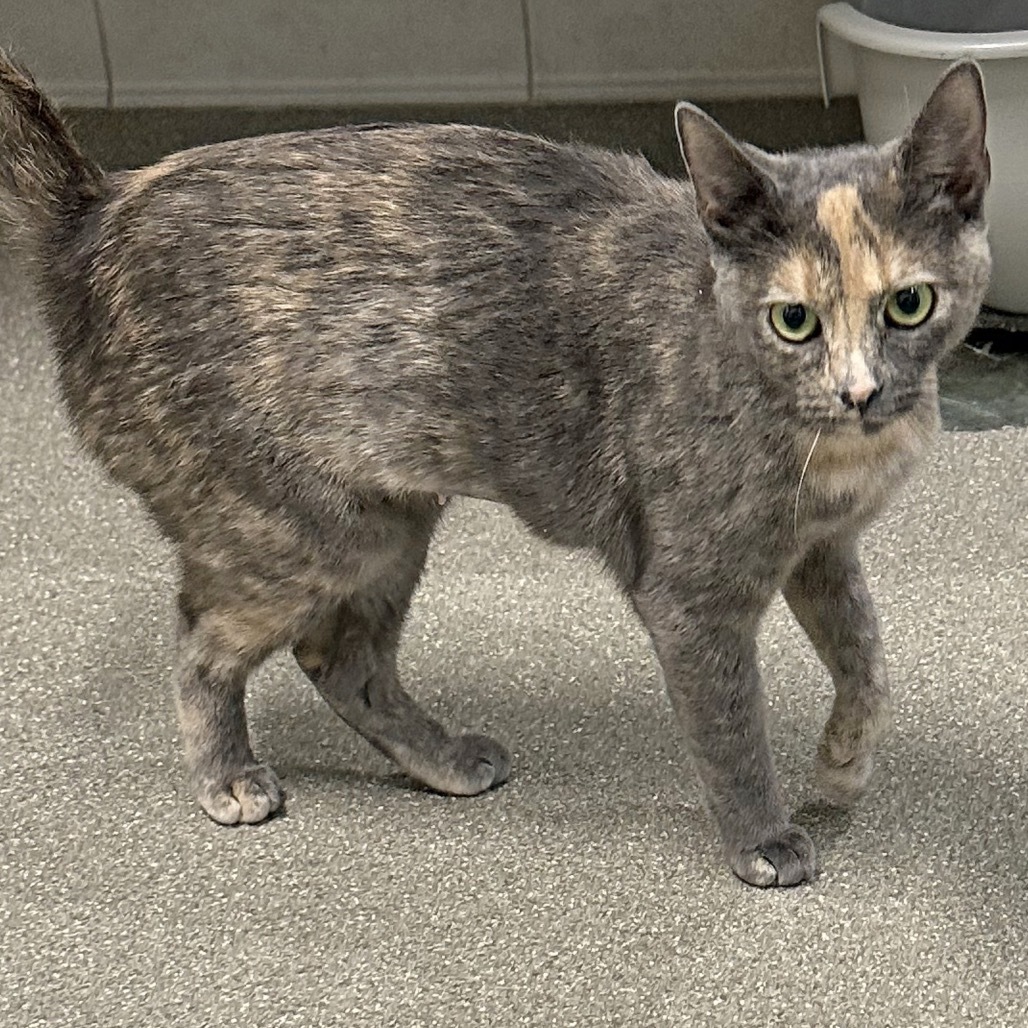 Betty, an adoptable Domestic Short Hair in Hailey, ID, 83333 | Photo Image 3