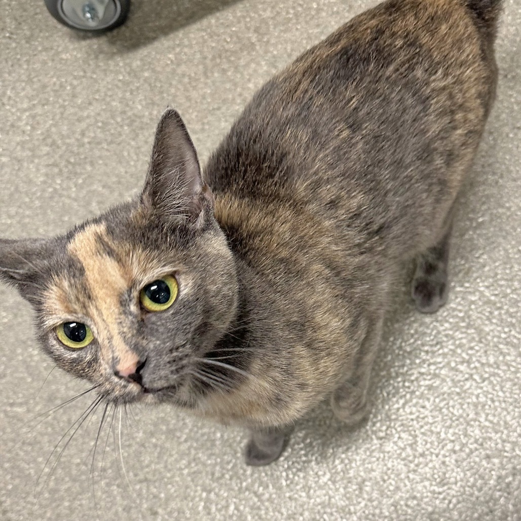Betty, an adoptable Domestic Short Hair in Hailey, ID, 83333 | Photo Image 4