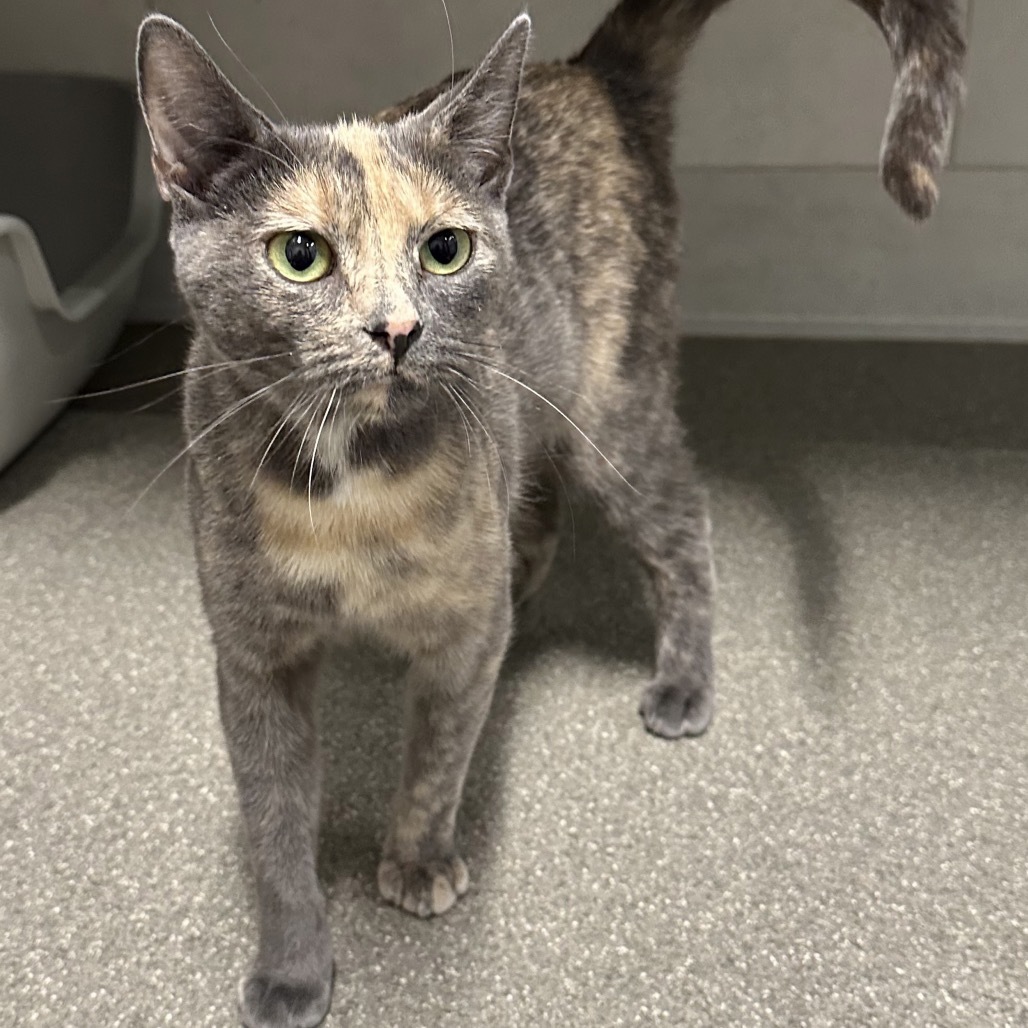 Betty, an adoptable Domestic Short Hair in Hailey, ID, 83333 | Photo Image 5