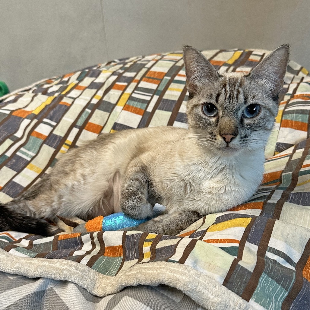 Agnes, an adoptable Domestic Short Hair in Hailey, ID, 83333 | Photo Image 1