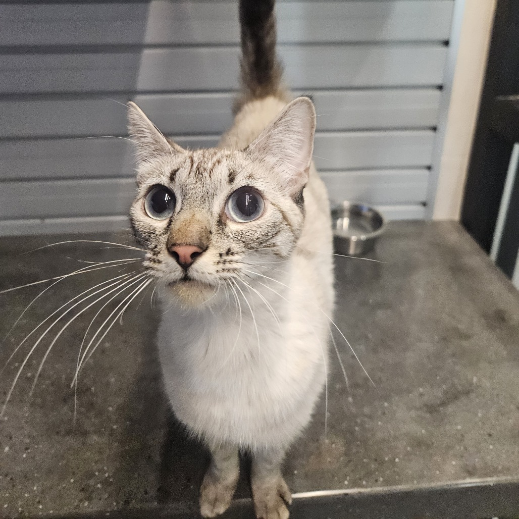 Agnes, an adoptable Domestic Short Hair in Hailey, ID, 83333 | Photo Image 2