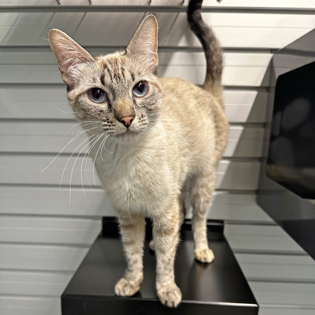 Agnes, an adoptable Domestic Short Hair in Hailey, ID, 83333 | Photo Image 3