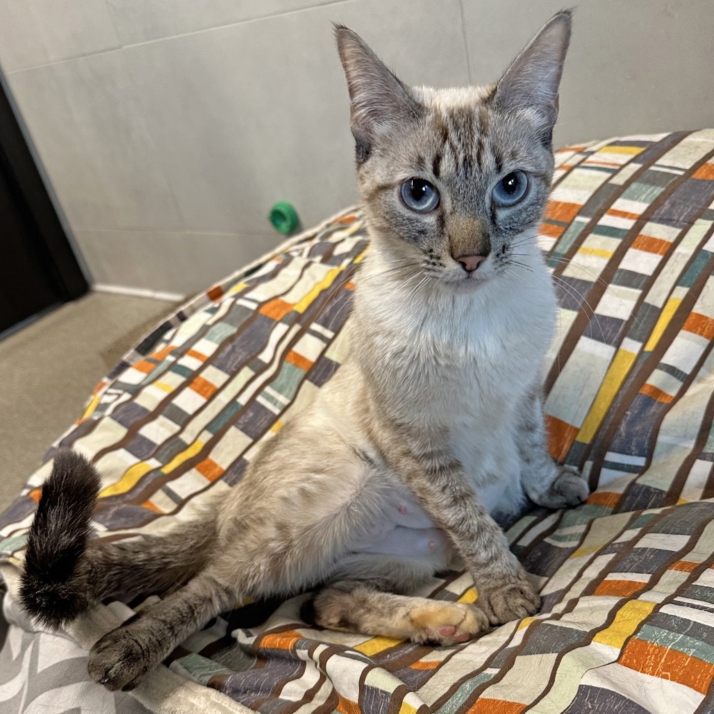 Agnes, an adoptable Domestic Short Hair in Hailey, ID, 83333 | Photo Image 4