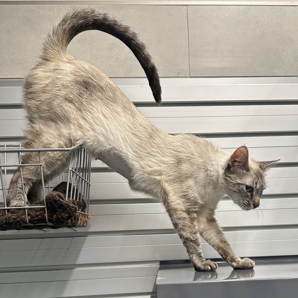 Agnes, an adoptable Domestic Short Hair in Hailey, ID, 83333 | Photo Image 5