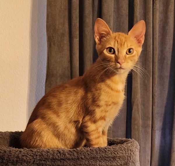 Lady Marmalade photo 1