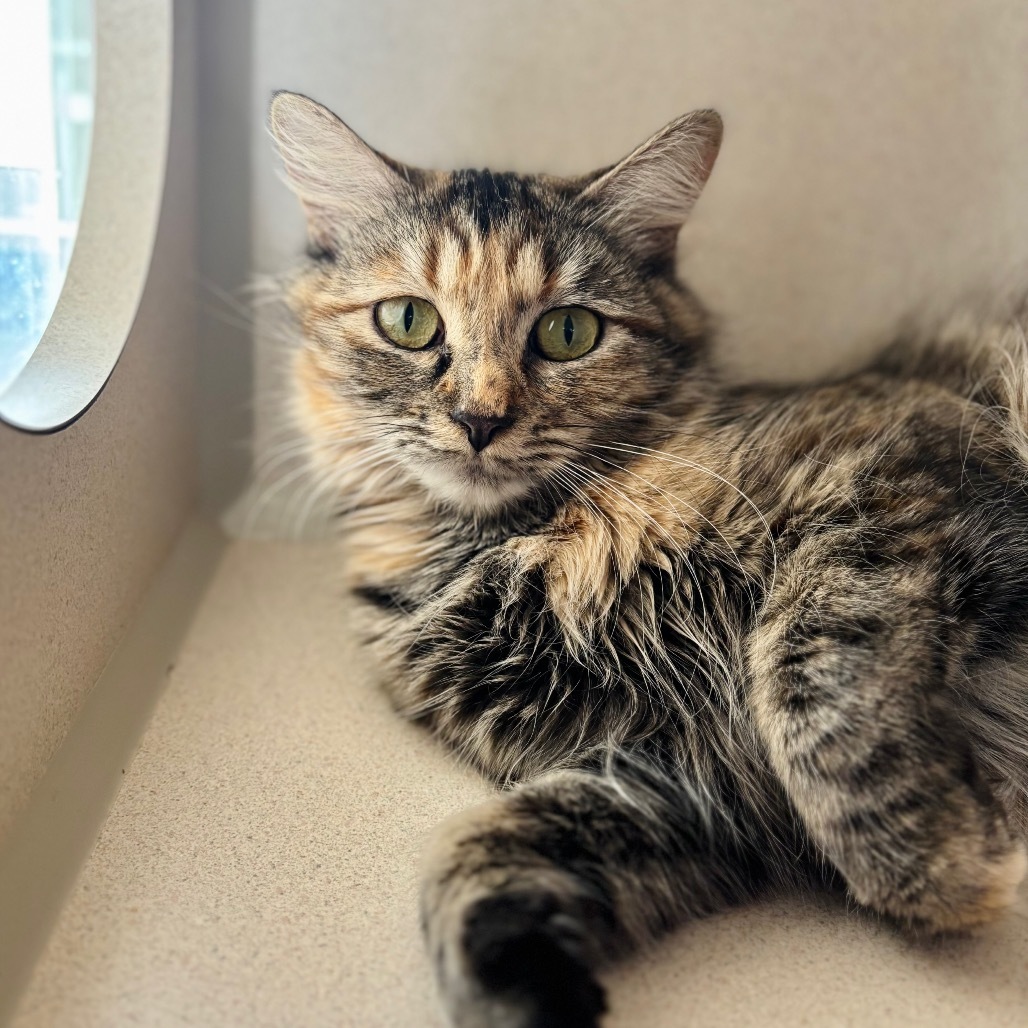Siren, an adoptable Domestic Long Hair in Great Falls, MT, 59404 | Photo Image 1
