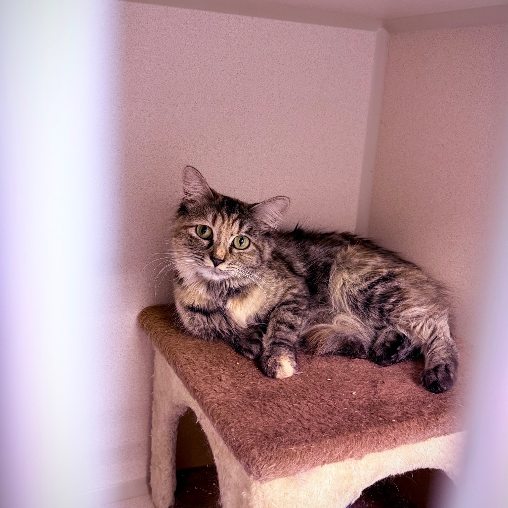 Siren, an adoptable Domestic Long Hair in Great Falls, MT, 59404 | Photo Image 2