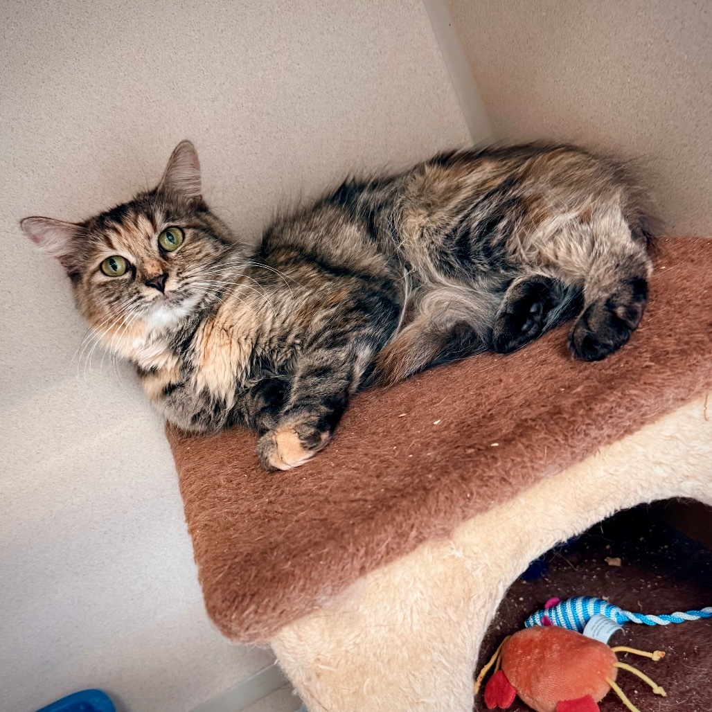 Siren, an adoptable Domestic Long Hair in Great Falls, MT, 59404 | Photo Image 3