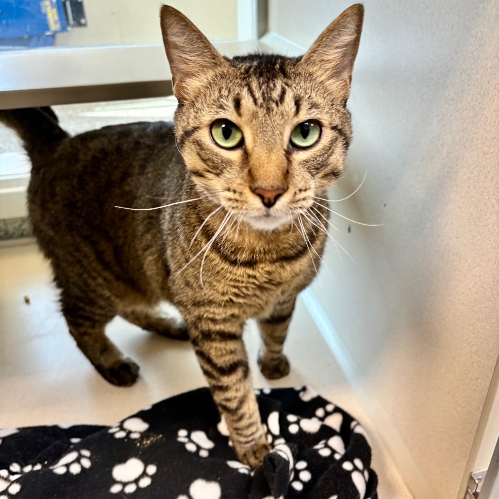 Pablo, an adoptable Domestic Short Hair in Great Falls, MT, 59404 | Photo Image 1