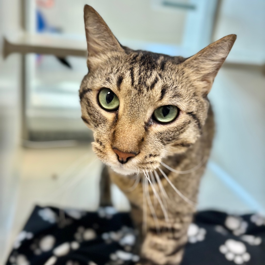 Pablo, an adoptable Domestic Short Hair in Great Falls, MT, 59404 | Photo Image 2