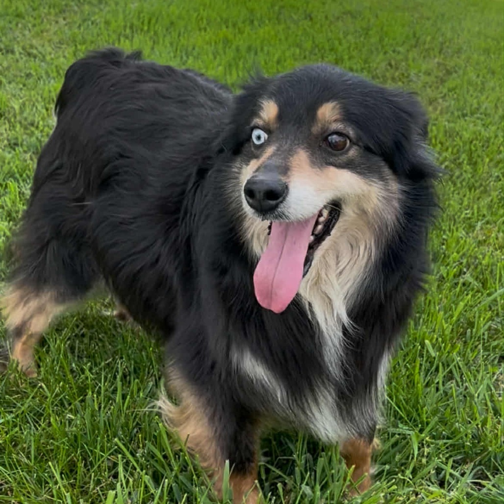 Bella (AWAITING TRANSFER)