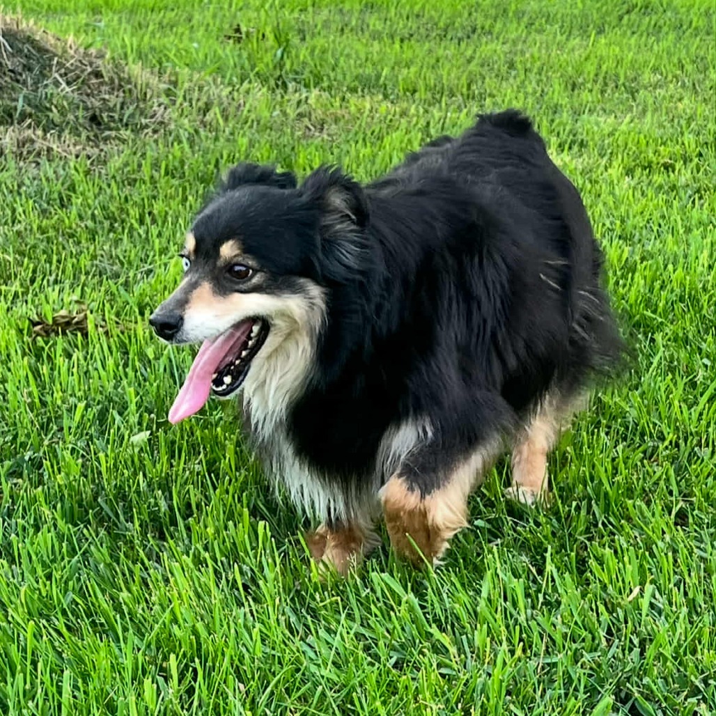 Bella (AWAITING TRANSFER)