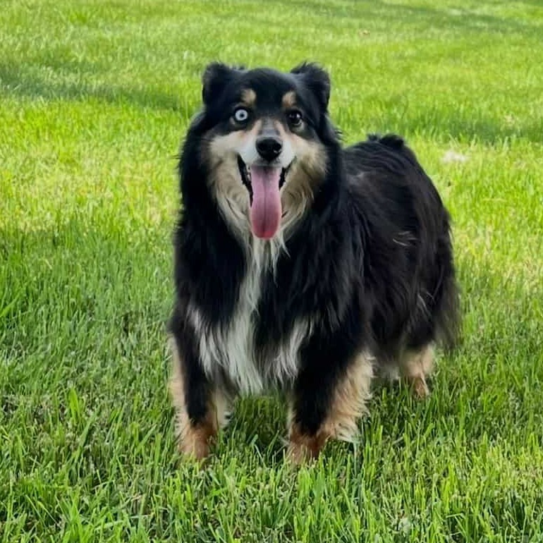 Bella (AWAITING TRANSFER)