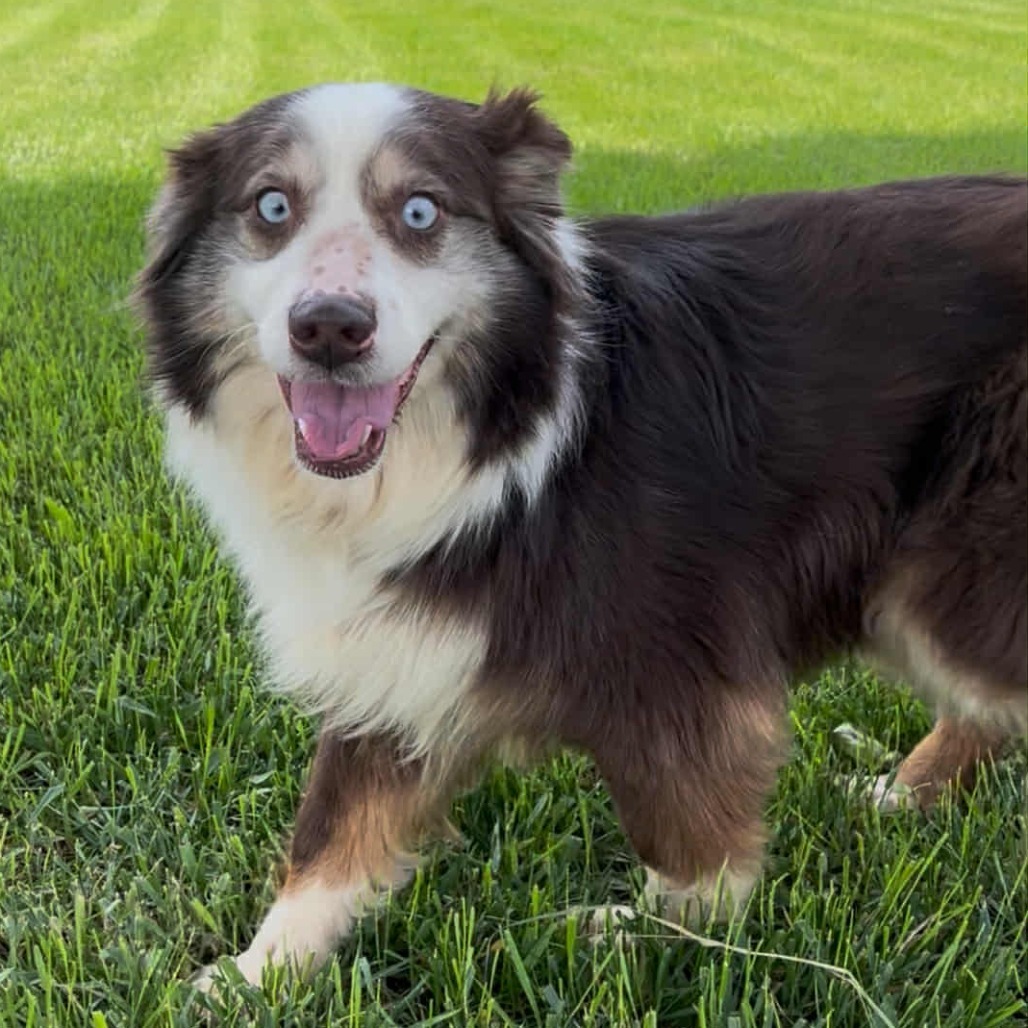 Raven (AWAITING TRANSFER)