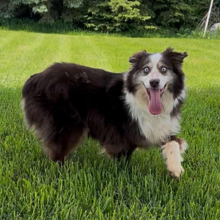 Raven (AWAITING TRANSFER)