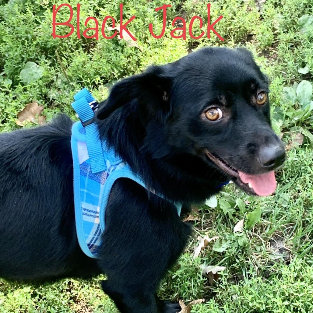 Black Jack