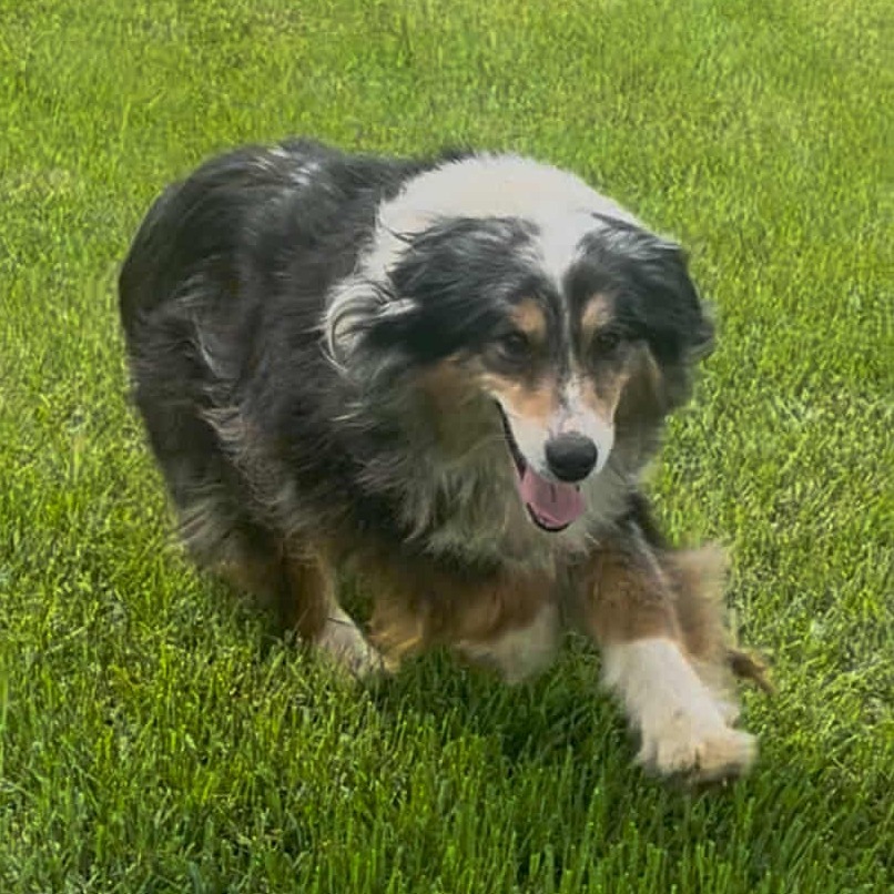 Gypsy (AWAITING TRANSFER)