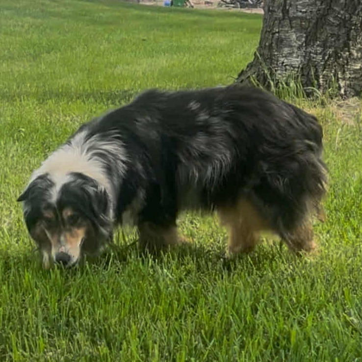 Gypsy (AWAITING TRANSFER)