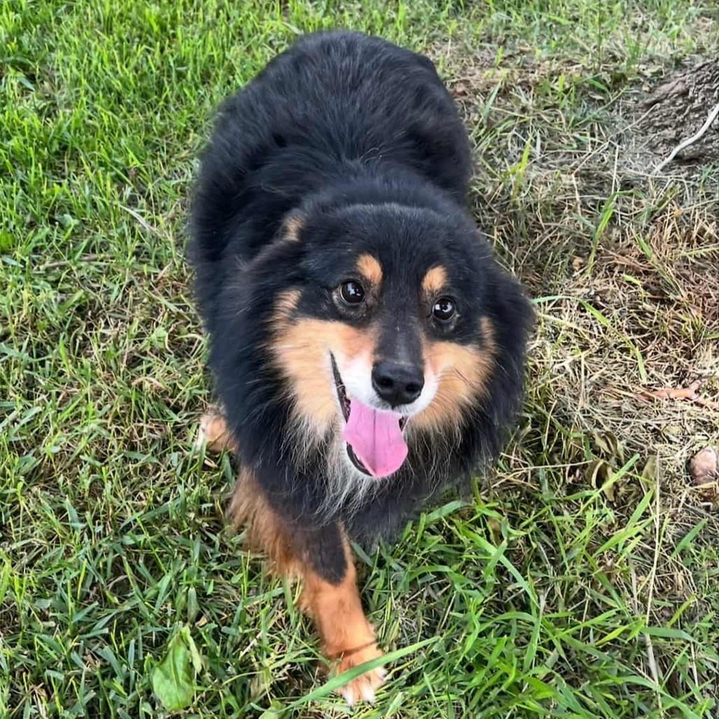 Duke (AWAITING TRANSFER)