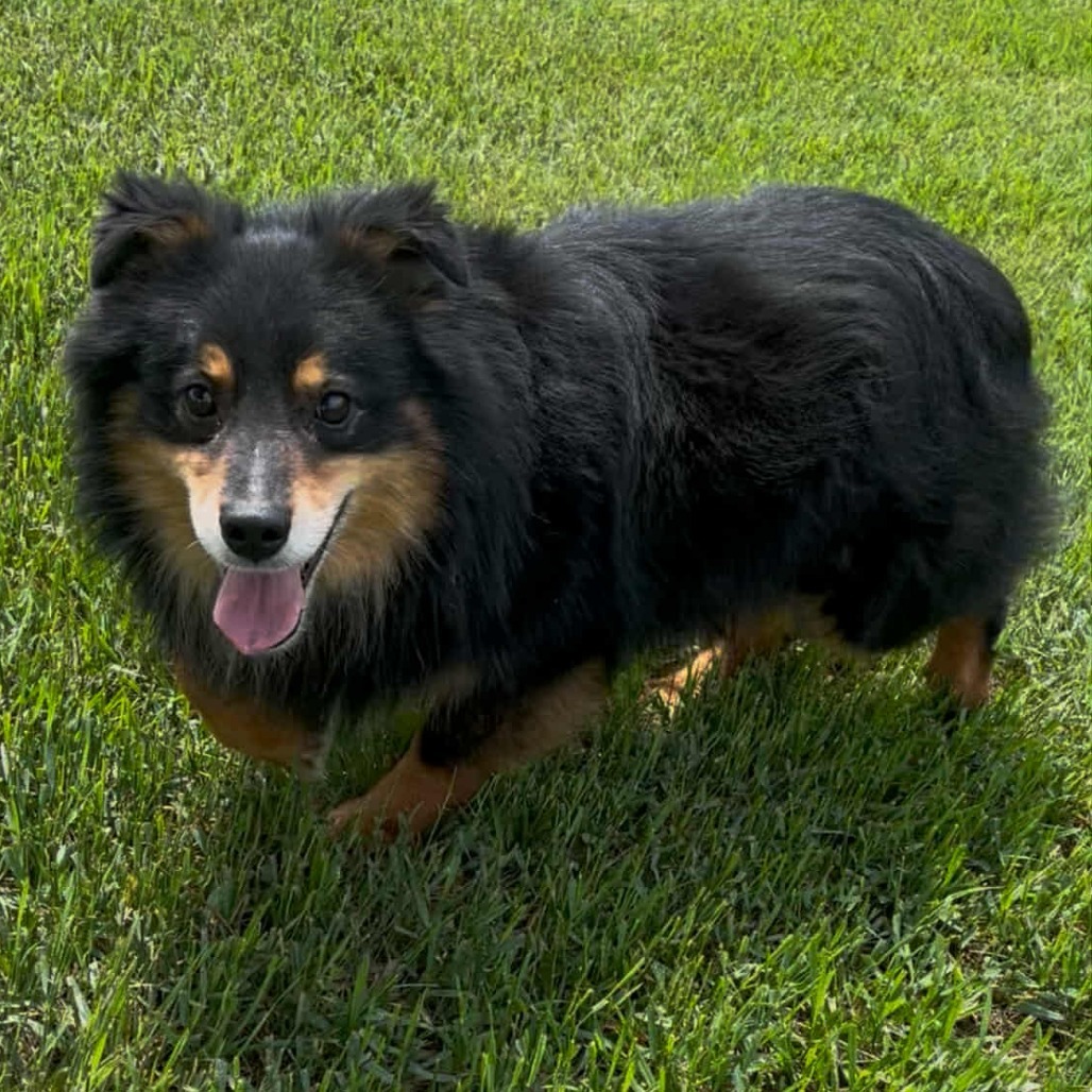 Luna (AWAITING TRANSFER)