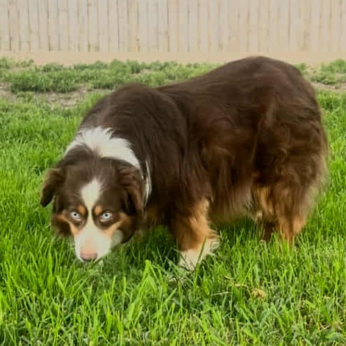 Scout (AWAITING TRANSFER)